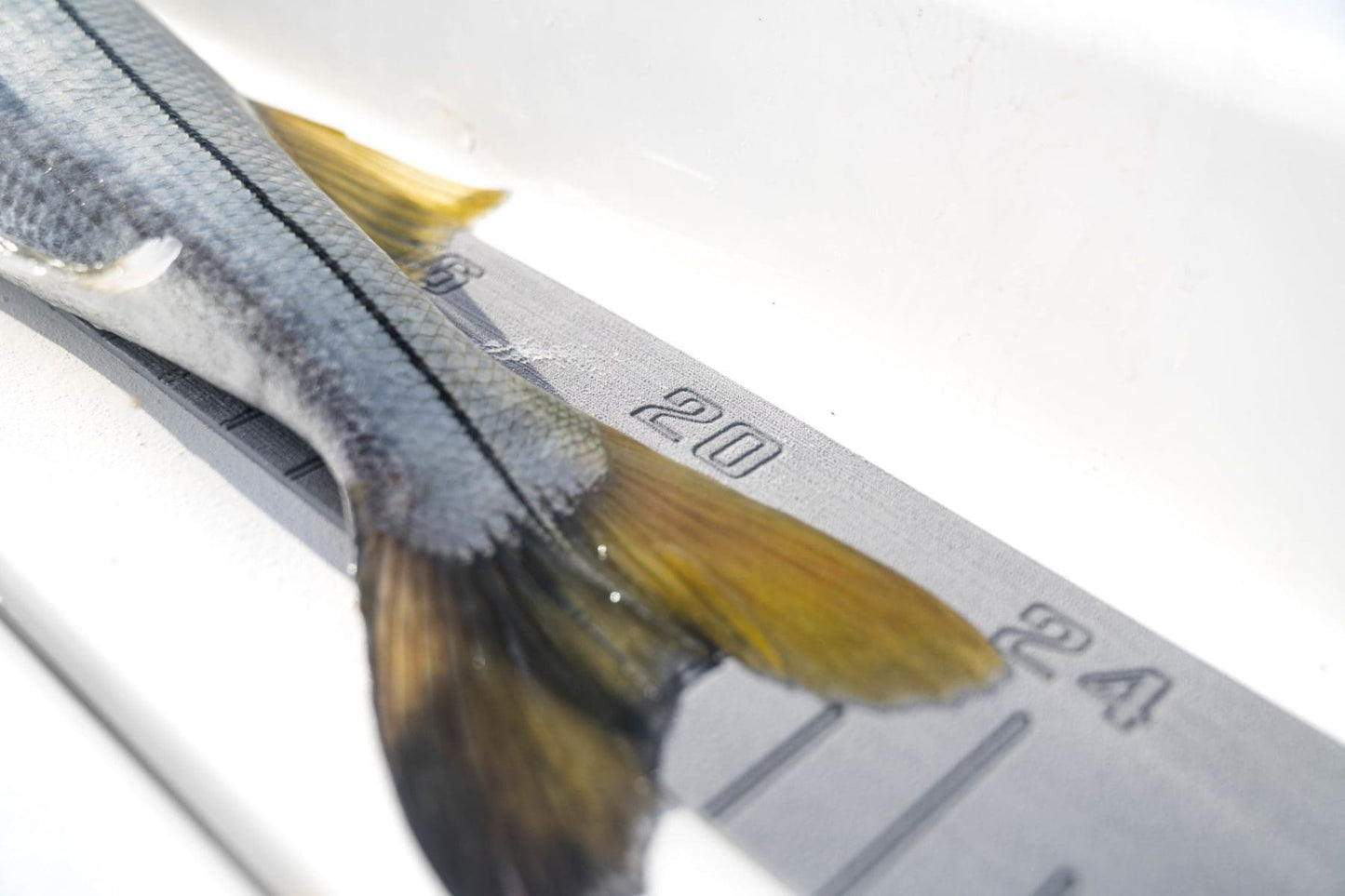 INSTOCK Seadek 36" Laser Fish Ruler - Storm Gray - 22135-80038
